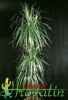 Dracaena marginata-Obrobljena dracena, obrobljena zmajevka