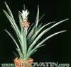 Ananas comosus-Ananas