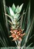 Ananas comosus - Ananas