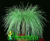 Scirpus cernuus-Sitec - lasasti