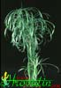 Cyperus alternifolius-Pahljačasta ostrica, Ciperus, Papirjevec