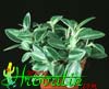 Peperomia -Peperomija, Poprovka