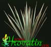 Dracaena marginata bicolor-Dvobarvna dracena