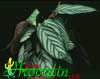 Calathea sp.-Kalateja