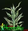 Dracaena deremensis -Zmajevka