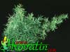 Asparagus densiflorus-Gostocvetni špargelj, Beluš
