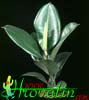 Ficus elastica robusta-Gumovec