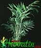 Chamaedorea elegans-Lepa hamadoreja