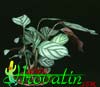 Calathea makoyana-Kalateja