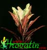 Codiaeum variegatum eureka-Kroton, Čudežnica