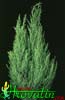 Cupressus macrocarpa-Debeloplodna cipresa