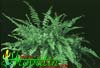 Nephrolepis exaltata-Nefrolepis, praprot