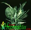 Dieffenbachia compacta-Difenbahija