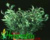 Ficus benjamina Natasja clump-Drobnolistni fikus