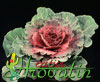 Brassica oleraceae-okrasno zelje