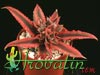 Cryptanthus bromelioides-Bromelijasti kriptantus