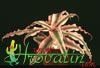 Cryptanthus hybrid-Hibridni kriptantus