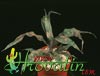 Cryptantus bivittatus-Dvočrtni kriptantus
