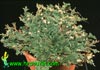 Selaginella lepidophylla-Jerihonska roža