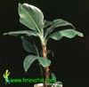 Musa cavendishii-Banana