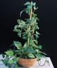 Epipremnum aureum (scindapsus)-Potos - scindapsus