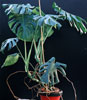Monstera deliciosa-Navadna monstera