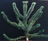 Araucaria araucana-Andska smreka, Čilska araukarija