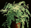 Adiantum raddianum-Venerini laski
