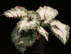 Begonia rex - hybrid - Kraljeva begonija - križanci