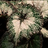Begonia rex - hybrid - Kraljeva begonija - križanci