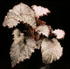 Begonia rex - hybrid-Kraljeva begonija - križanci