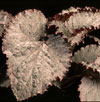 Begonia rex - hybrid - Kraljeva begonija - križanci