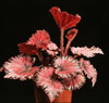 Begonia rex - hybrid - Kraljeva begonija - križanci