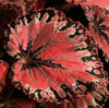 Begonia rex - hybrid - Kraljeva begonija - križanci
