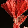 Begonia rex - hybrid - Kraljeva begonija - križanci