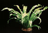 Asplenium antiquum-sršaj