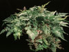 Davallia canariensis-Kanarska davalija