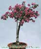 Bougainvillea glabra-Gola bugenvileja