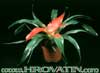 Neoregelia carolina-Karolinska neoregelija