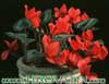 Cyclamen persicum-Ciklama
