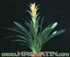 Guzmania hybrid-Hibridne guzmanije