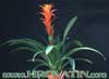 Guzmania hybrid - Hibridne guzmanije