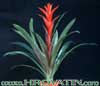 Guzmania hybrid - Hibridne guzmanije