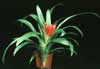 Guzmania minor 