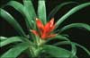 Guzmania minor 