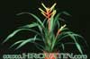 Guzmania dissiflora- 