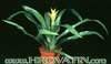 Guzmania hybrid - Hibridne guzmanije