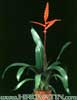 Vriesea hybrid-Hibridne vriezeje