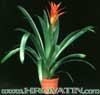 Guzmania hybrid - Hibridne guzmanije