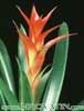 Guzmania hybrid - Hibridne guzmanije